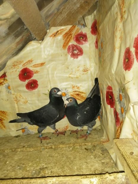  - Porumbei 2020-2021 matca tip vechi