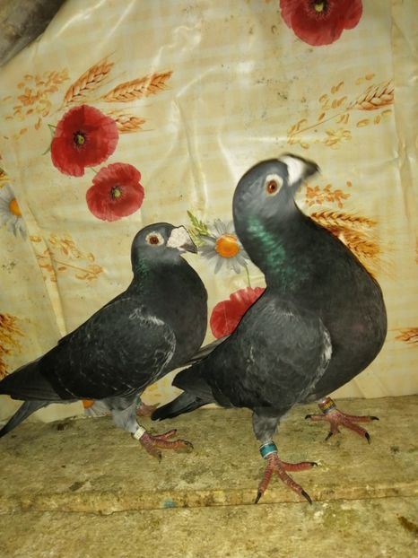  - Porumbei 2020-2021 matca tip vechi