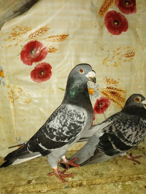  - Porumbei 2020-2021 matca tip vechi