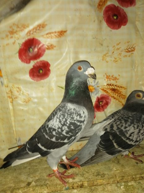  - Porumbei 2020-2021 matca tip vechi