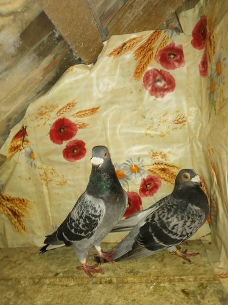  - Porumbei 2020-2021 matca tip vechi