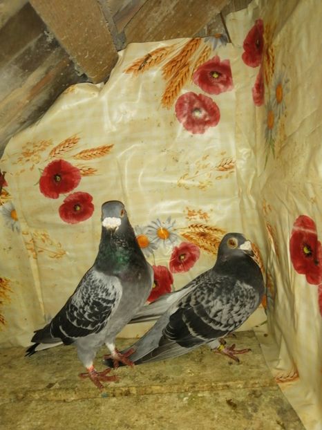  - Porumbei 2020-2021 matca tip vechi