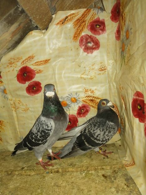  - Porumbei 2020-2021 matca tip vechi