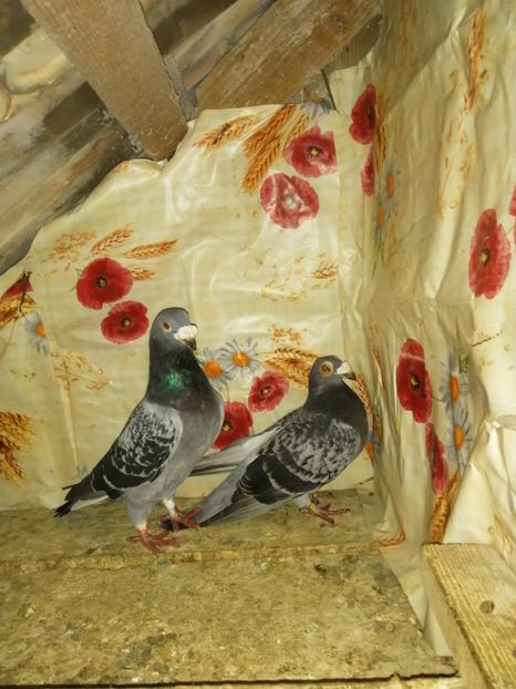  - Porumbei 2020-2021 matca tip vechi