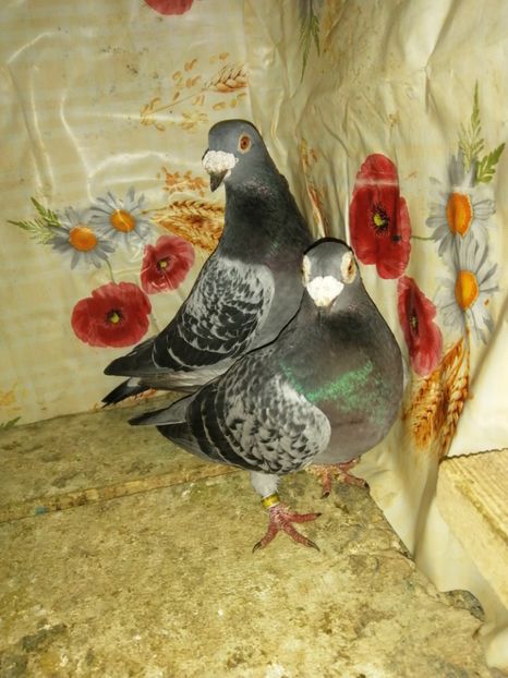  - Porumbei 2020-2021 matca tip vechi