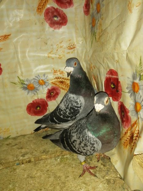  - Porumbei 2020-2021 matca tip vechi