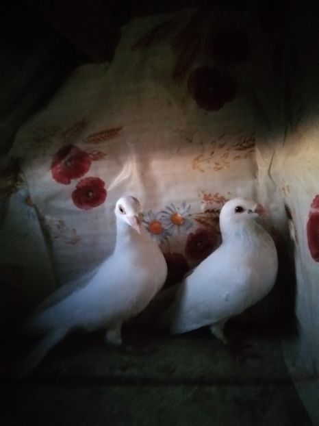  - Porumbei 2020-2021 matca tip vechi