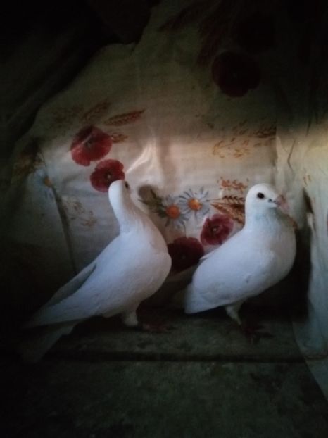  - Porumbei 2020-2021 matca tip vechi