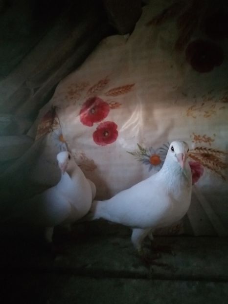  - Porumbei 2020-2021 matca tip vechi