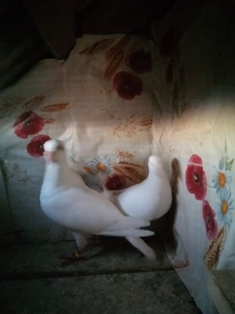  - Porumbei 2020-2021 matca tip vechi