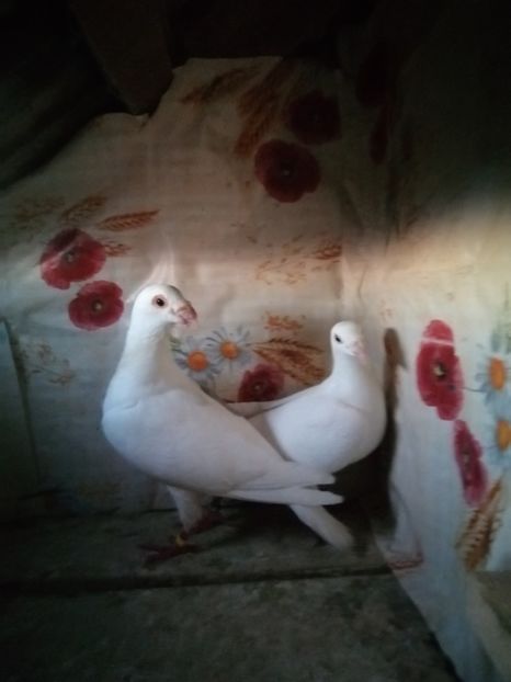  - Porumbei 2020-2021 matca tip vechi