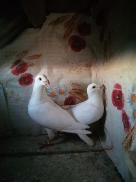  - Porumbei 2020-2021 matca tip vechi