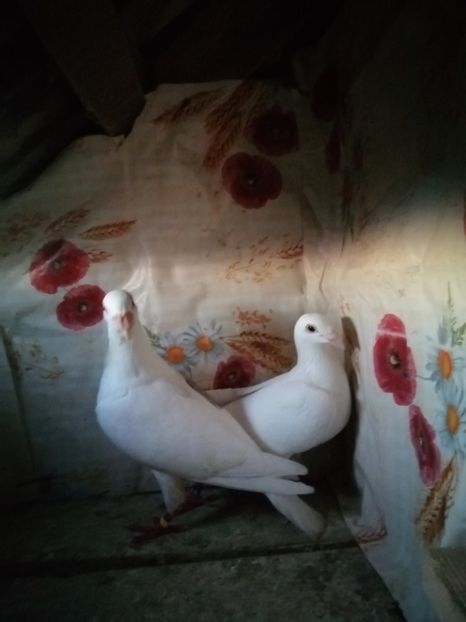  - Porumbei 2020-2021 matca tip vechi