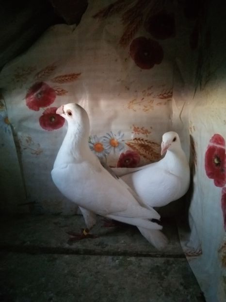  - Porumbei 2020-2021 matca tip vechi