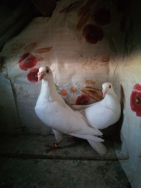  - Porumbei 2020-2021 matca tip vechi