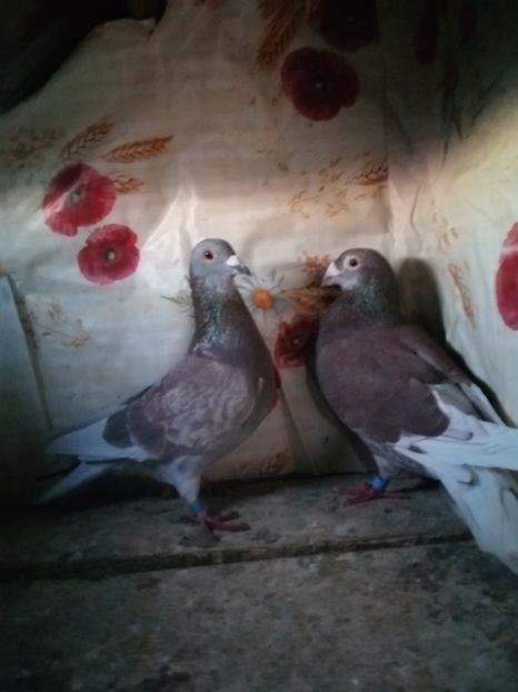  - Porumbei 2020-2021 matca tip vechi