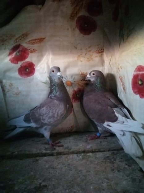  - Porumbei 2020-2021 matca tip vechi