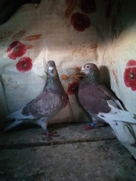  - Porumbei 2020-2021 matca tip vechi