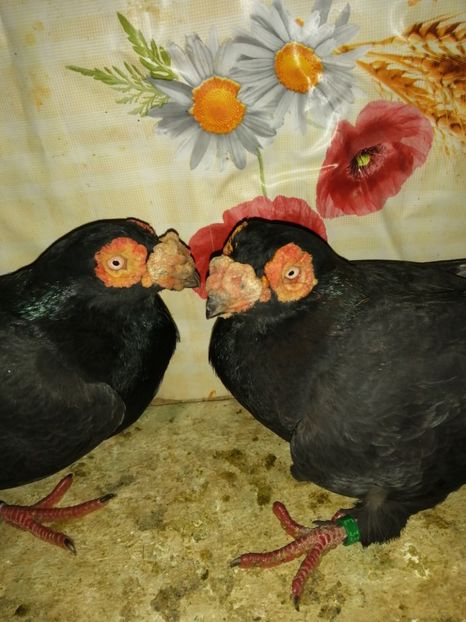  - Porumbei Carunculati și Berberi