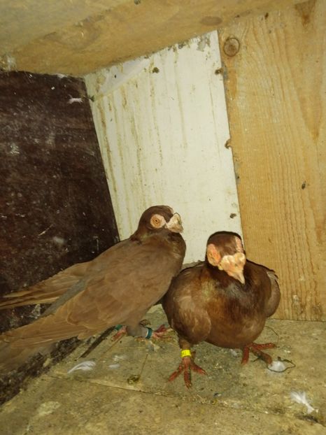  - Porumbei Carunculati și Berberi