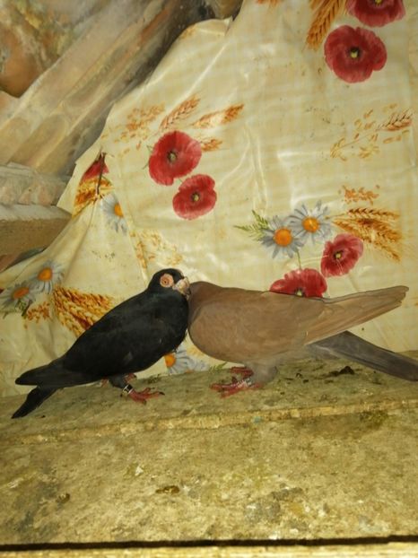  - Porumbei Carunculati și Berberi