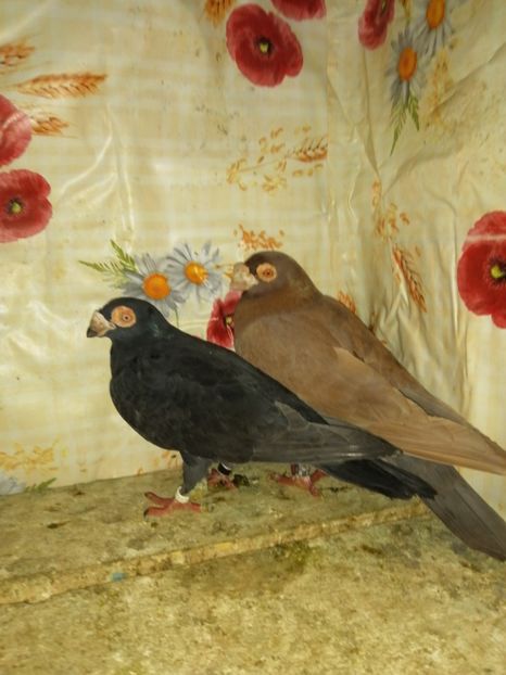  - Porumbei Carunculati și Berberi