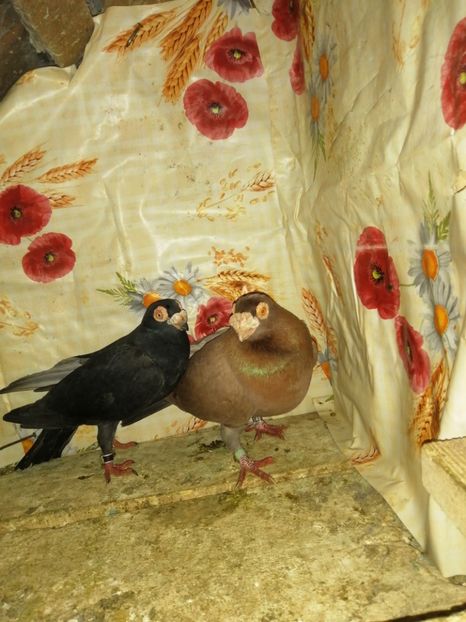  - Porumbei Carunculati și Berberi