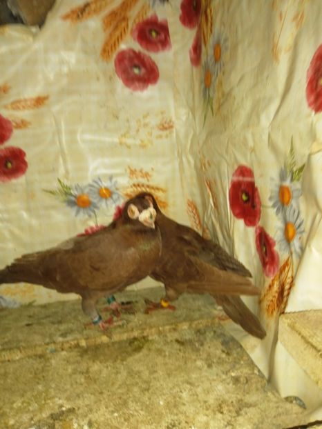  - Porumbei Carunculati și Berberi