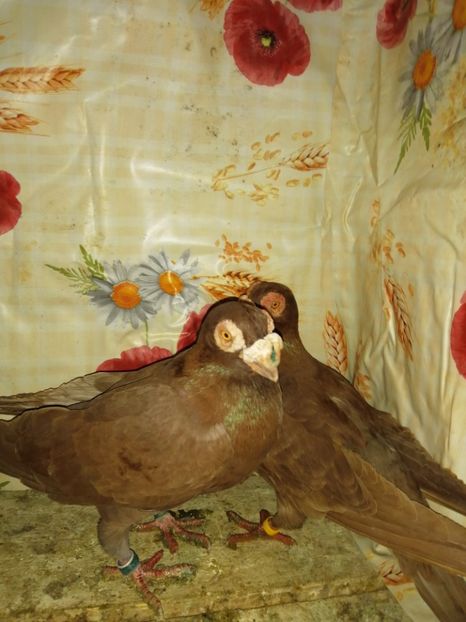  - Porumbei Carunculati și Berberi