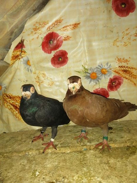  - Porumbei Carunculati și Berberi