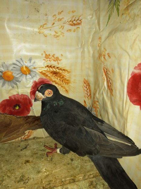  - Porumbei Carunculati și Berberi