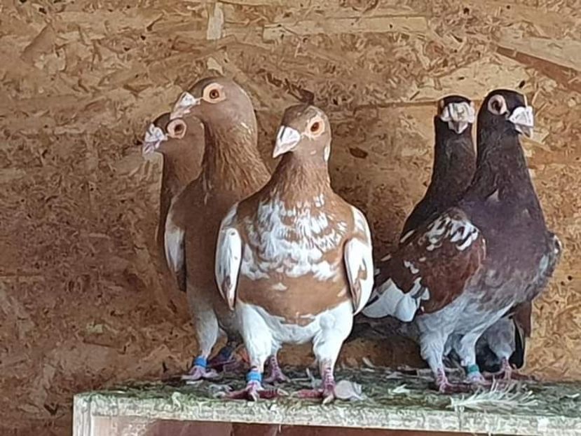  - NU IMI APARTIN ALBUM NR 2