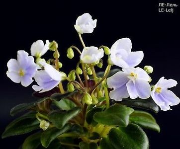 LE Lelj poza net - LE Lelj