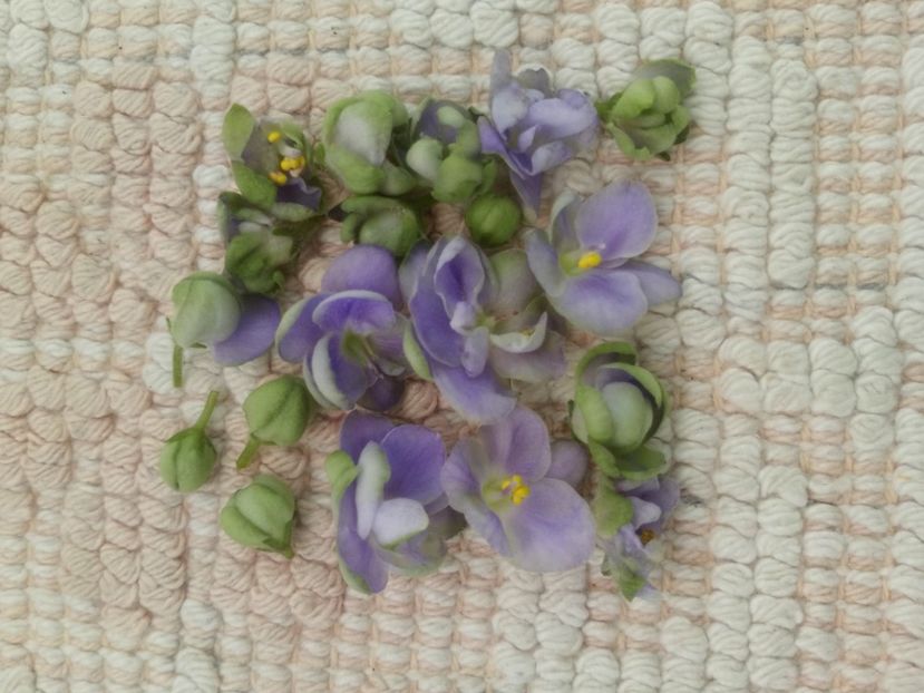 9 nov - LE Son Trava