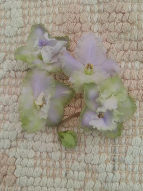 9 nov - LE Bucket Nezabudok