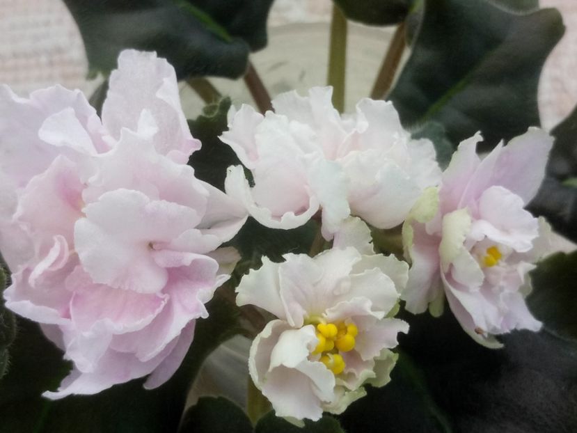 9 nov - ZZ LE Sashenka