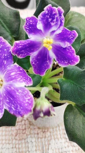 9 nov - ND Uraljskiye Samotsvety