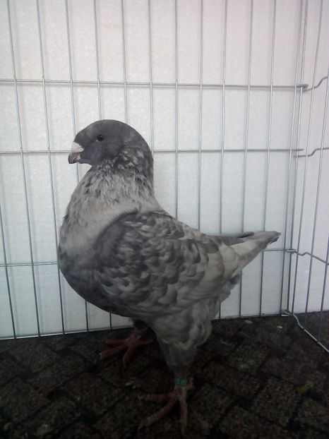 1F9F6415-2D3D-4EBF-B45B-B9301DB4F0E1 - Porumbei vanduti 2017-2025