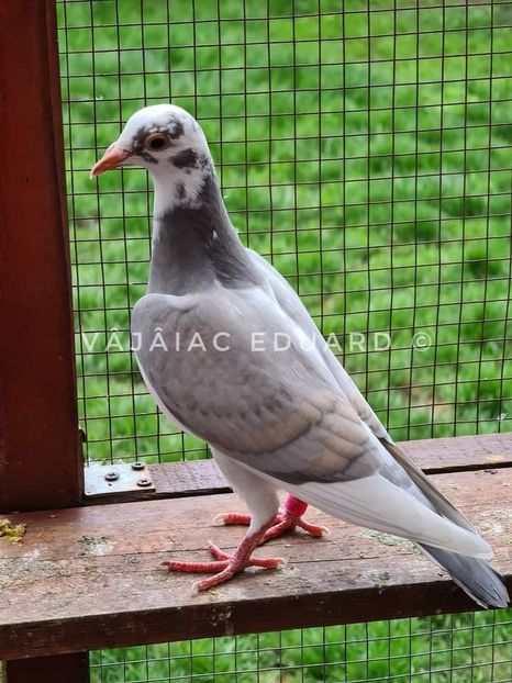  - NU IMI APARTIN ALBUM NR 2