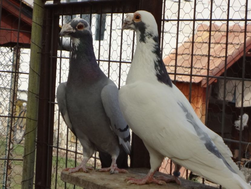  - 05-VOIAJORI STIL VECHI 2016-2020