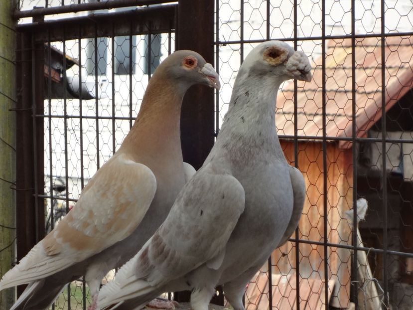  - 05-VOIAJORI STIL VECHI 2016-2020