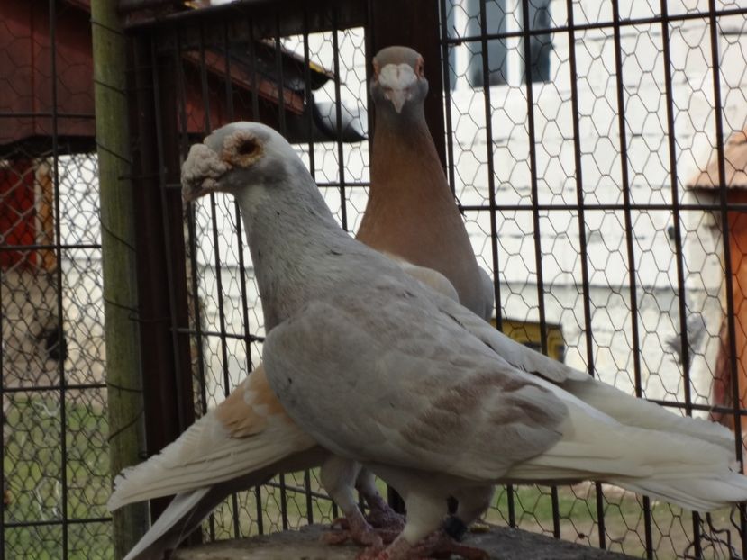 2020 - 05-VOIAJORI STIL VECHI 2016-2020