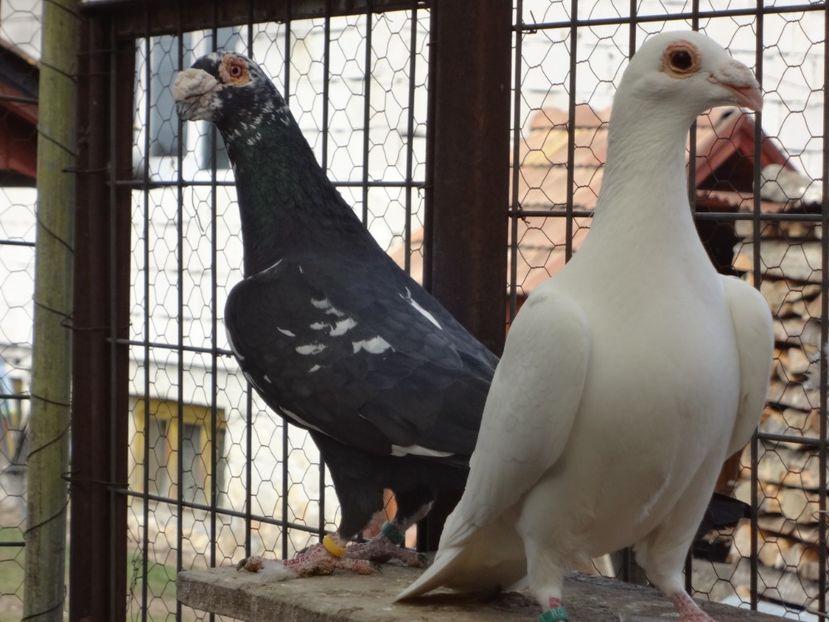 2020 - 05-VOIAJORI STIL VECHI 2016-2020