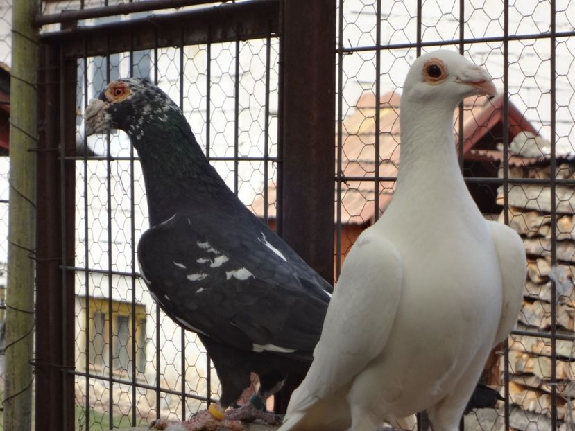  - 05-VOIAJORI STIL VECHI 2016-2020