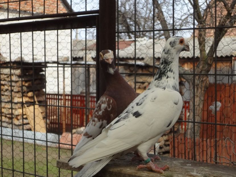 2020 - 05-VOIAJORI STIL VECHI 2016-2020