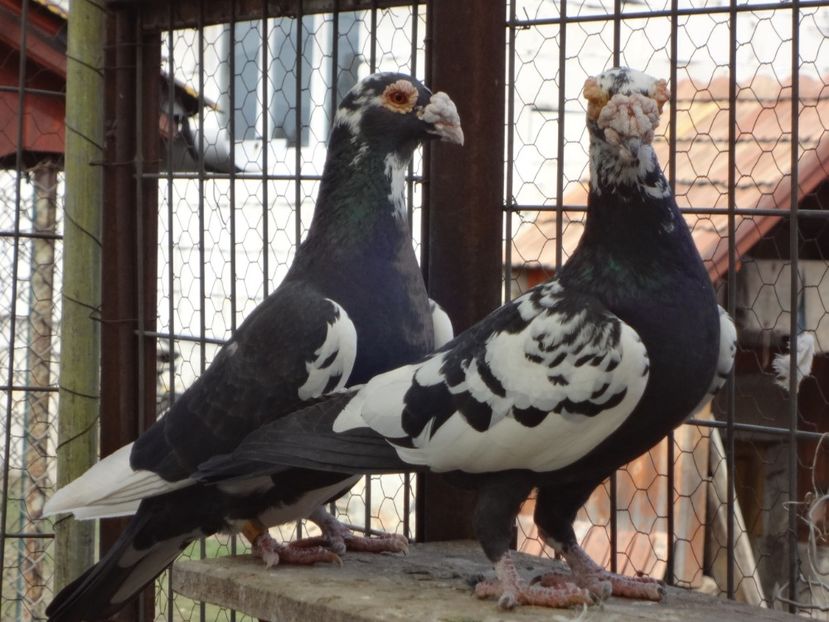 2020 - 05-VOIAJORI STIL VECHI 2016-2020