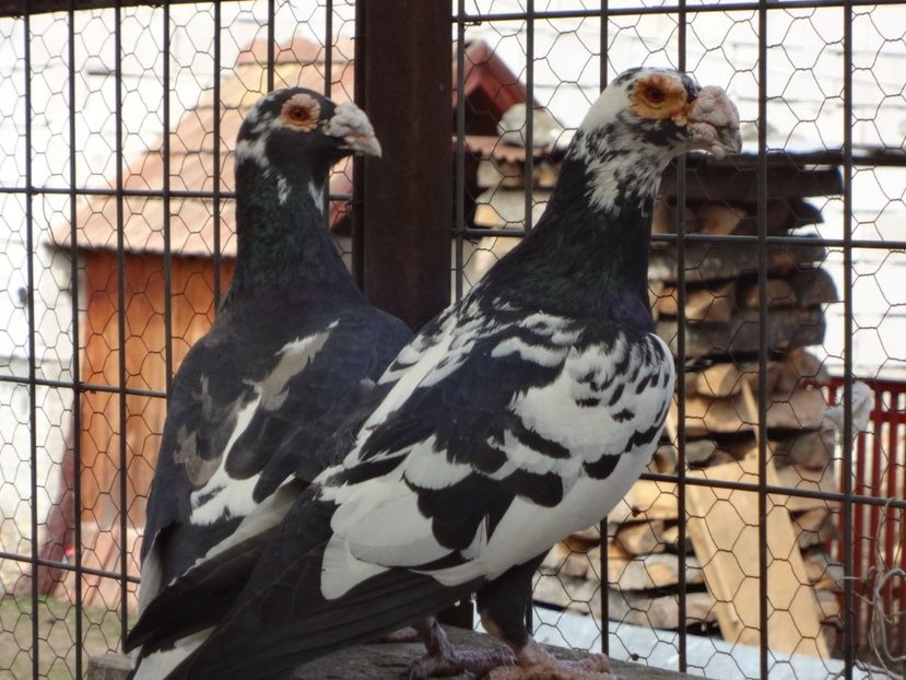  - 05-VOIAJORI STIL VECHI 2016-2020