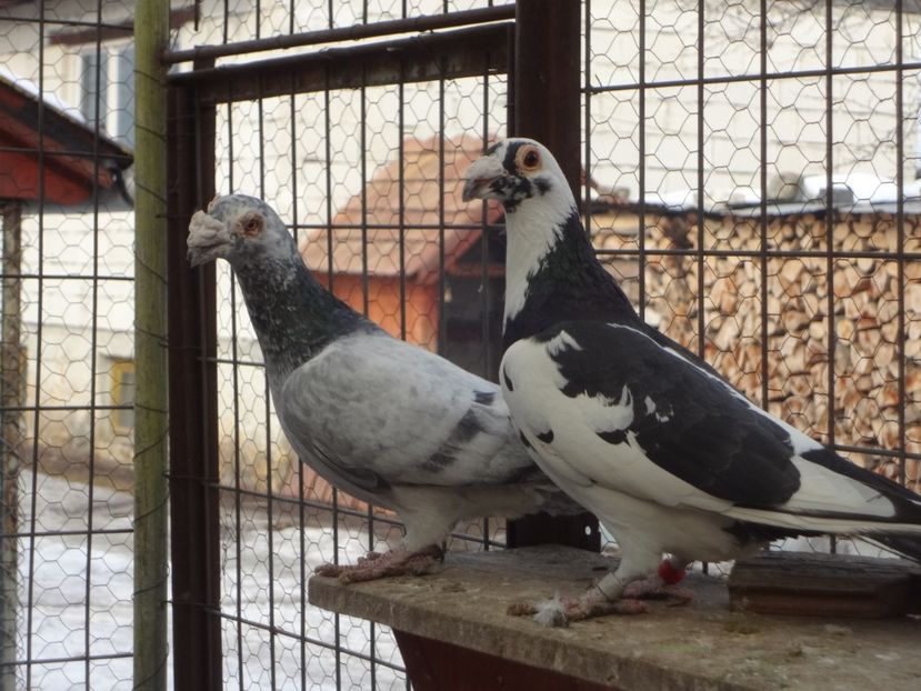  - 05-VOIAJORI STIL VECHI 2016-2020