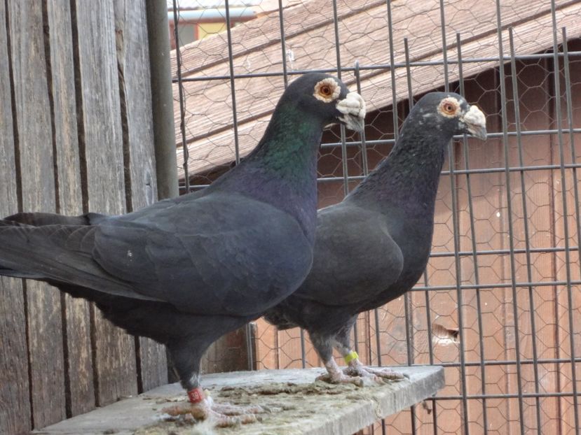 PERECHEA 14. - 05-VOIAJORI STIL VECHI 2016-2020