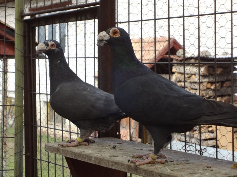 2020 - 05-VOIAJORI STIL VECHI 2016-2020